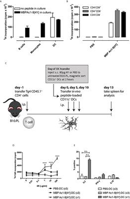 The Mechanism of Action of Antigen Processing Independent T Cell Epitopes Designed for Immunotherapy of Autoimmune Diseases